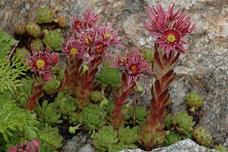 Du col des Montets vers le lac Blanc (Haute-Savoie), 3 juillet 2007