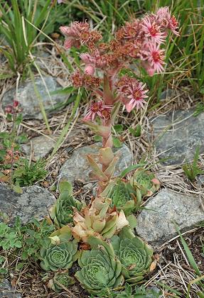 Col d'Ornon (Is�re), 28 ao�t 2007
