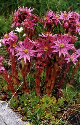 Vallon d'Ambin (Haute-Savoie), 16 juillet 1992