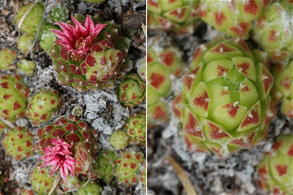 Ristolas, vers les lacs (Hautes-Alpes), 18 juin 2010