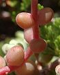Orpin à feuilles courtes