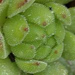 Joubarbe de montagne