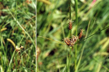 Arles (Bouches-du-Rh�ne), 8 ao�t 2001