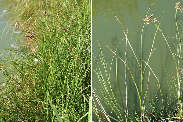 Saint-Laurent-de-la-Pr�e (Charente-Maritime), 11 ao�t 2012