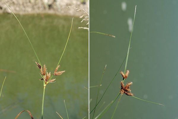 Saint-Laurent-de-la-Pr�e (Charente-Maritime), 11 ao�t 2012