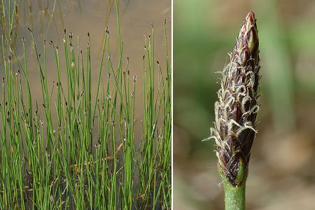 Romanèche (Ain), 5 mai 2008