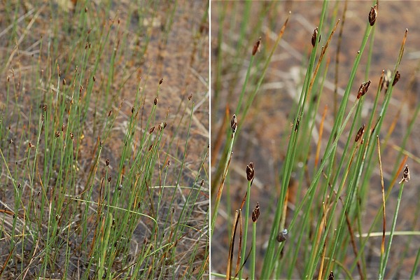 Bannans (Doubs), 24 juin 2007