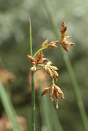 Bart (Doubs), 8 août 2010