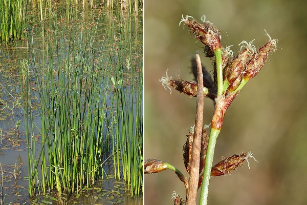 Romanèche (Ain), 22 juin 2008