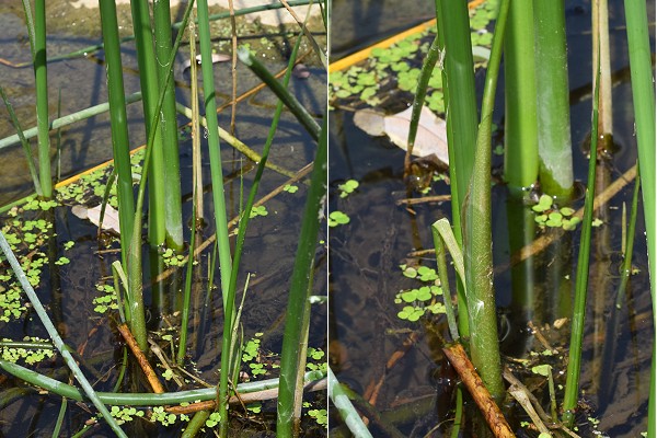 Rougemont (Doubs), 1 août 2018