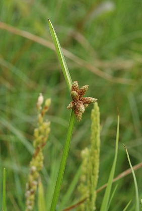 Arles (Bouches-du-Rh�ne), 3 septembre 2008
