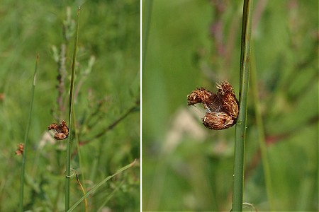 Soustons (Landes), 28 juillet 2005