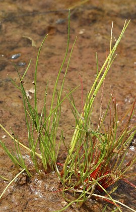 Plaine des Maures (Var), 30 avril 2006