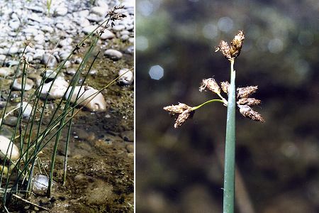 La Roque-d'Anthéron (Bouches-du-Rhône), 8 août 2002