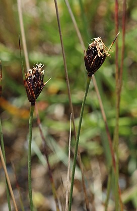 Gruissan (Aude), 25 avril 2006
