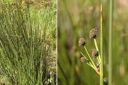 Cavalaire (Var), 29 avril 2006