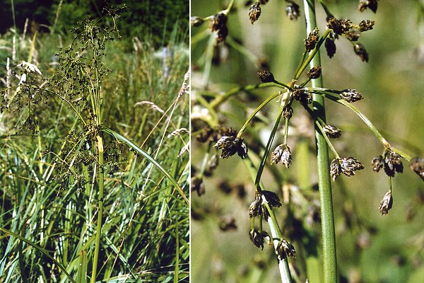 Lomont (Haute-Sa�ne), 26 juin 2002
