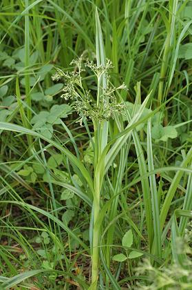 Beutal (Doubs), 3 juillet 2006