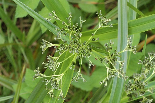 Beutal (Doubs), 3 juillet 2006