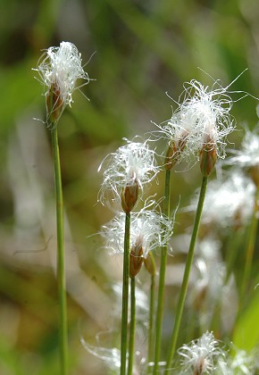 Bannans (Doubs), 24 juin 2007