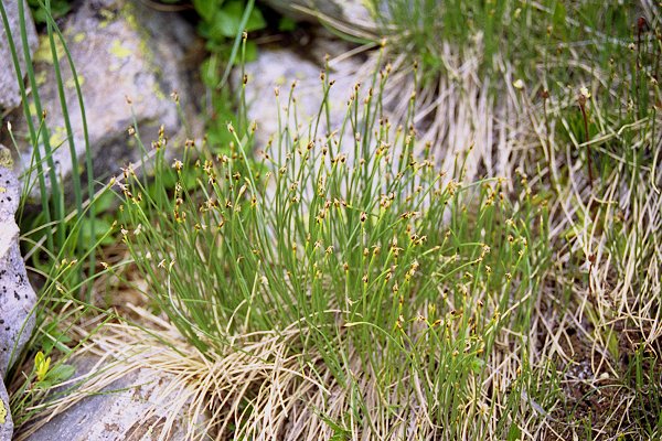 Vers le lac du Brouffier (Isère), 7 juillet 2004
