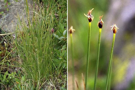 Bonneval (Savoie), 1 août 2014 / Vers le lac du Brouffier (Isère), 7 juillet 2004