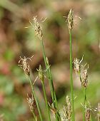 H�l�ocharis �pingle