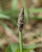 H�l�ocharis des marais