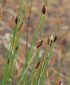 H�l�ocharis � cinq fleurs