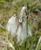 Linaigrette � feuilles �troites