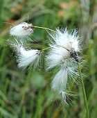 Linaigrette � larges feuilles