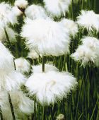 Linaigrette de Scheuchzer