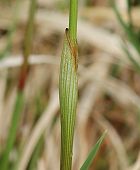 Linaigrette engainante