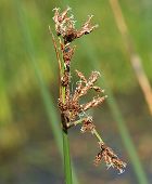 Schoenoplectus des lacs