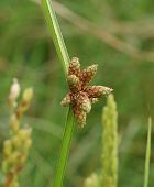 Schoenoplectus mucron�