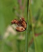 Schoenoplectus piquant