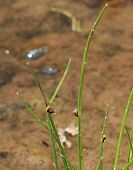 Schoenoplectus couch�