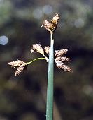 Schoenoplectus de Tabernaemontanus