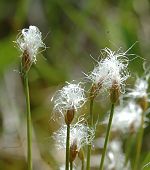 Trichophore des Alpes