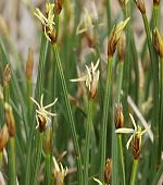 Trichophore cespiteux