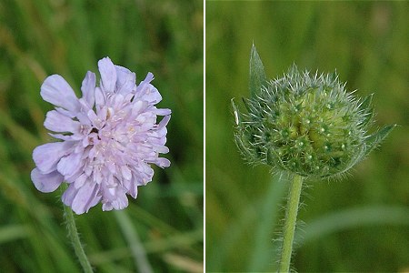 Montenois (Doubs), 11 juin 2005