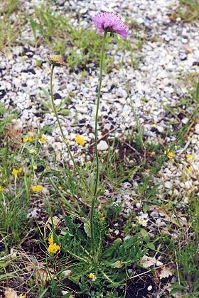 Mont Ventoux (Vaucluse), 30 mai 1998