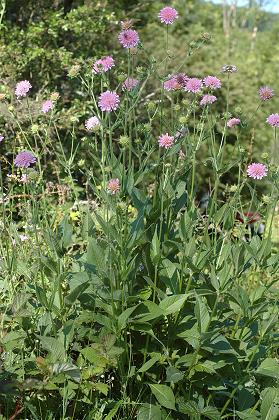 Montrodeix (Puy-de-Dôme), 12 juin 2006