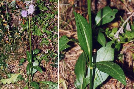 Vers le lac des Bouillousses (Pyrénées-Orientales), 19 août 1999