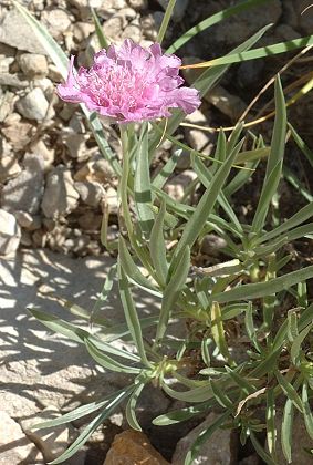 Prélenfrey (Isère), 3 septembre 2013