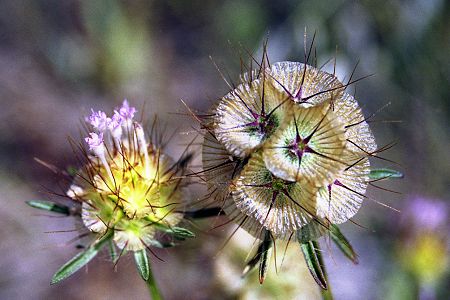 Aubagne, Massif d'Allauch (Bouches-du-Rhône), 9 juin 2004