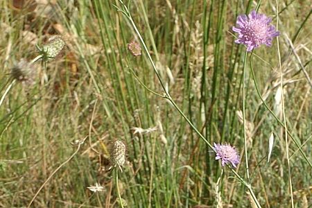 Teyran (Hérault), 19 juin 2014