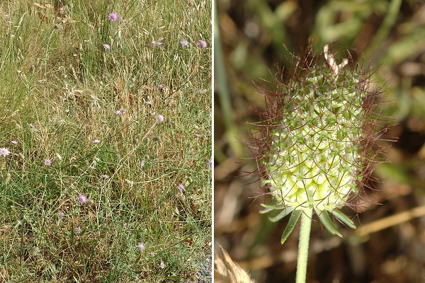 Teyran (Hérault), 19 juin 2014
