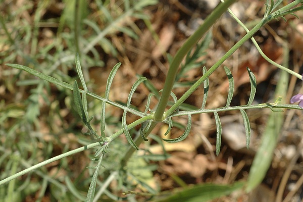Teyran (Hérault), 19 juin 2014