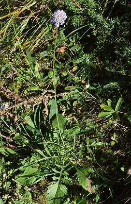 Du col de la Faucille vers le Mont-Rond (Ain), 11 septembre 2018